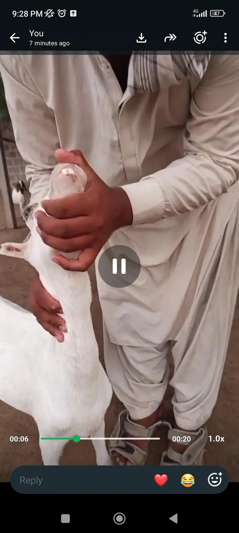 teddy bakri 2 dant — photo 2