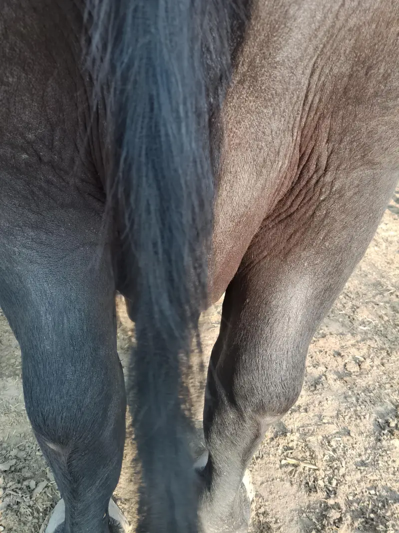Premium Nili Ravi Buffalo | First Calving | 12–15 Ltr Expected | 8 Lac — photo 3