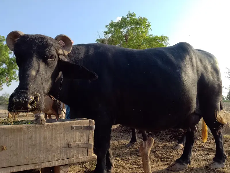 Premium Nili Ravi Buffalo | First Calving | 12–15 Ltr Expected | 8 Lac — photo 4
