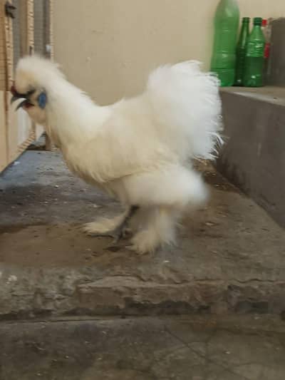 adult white silkie available