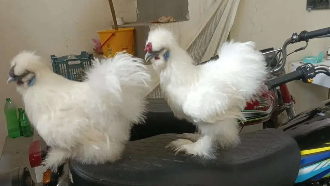 adult white silkie available — photo 2