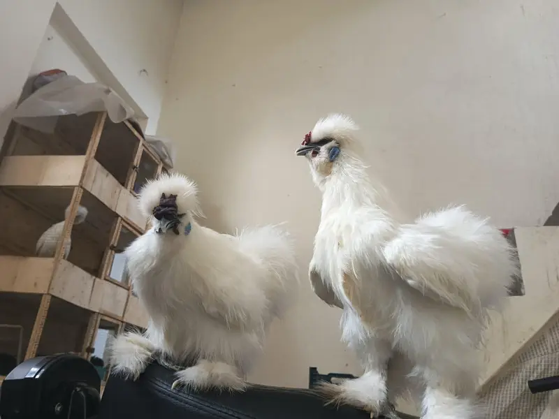 adult white silkie available — photo 3