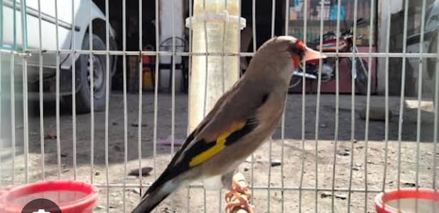 Saira bird female