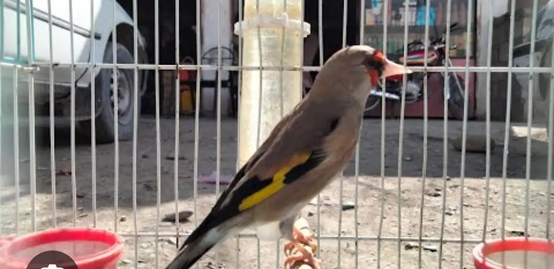 Saira bird female