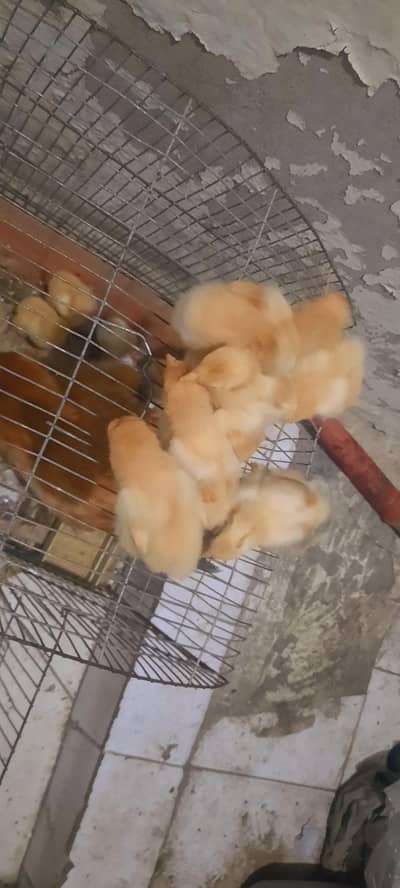 heavy goldenbuff chicks