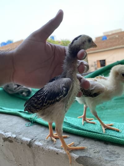 German o shamo chicks