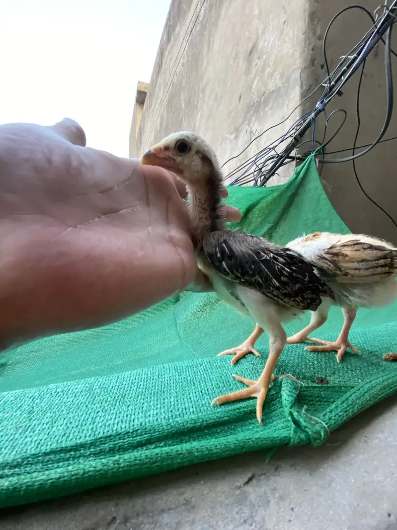 German o shamo chicks — photo 2