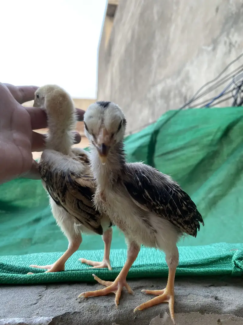 German o shamo chicks — photo 4