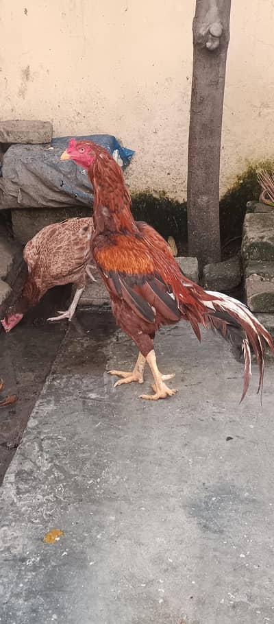 peela aseel pair for sale