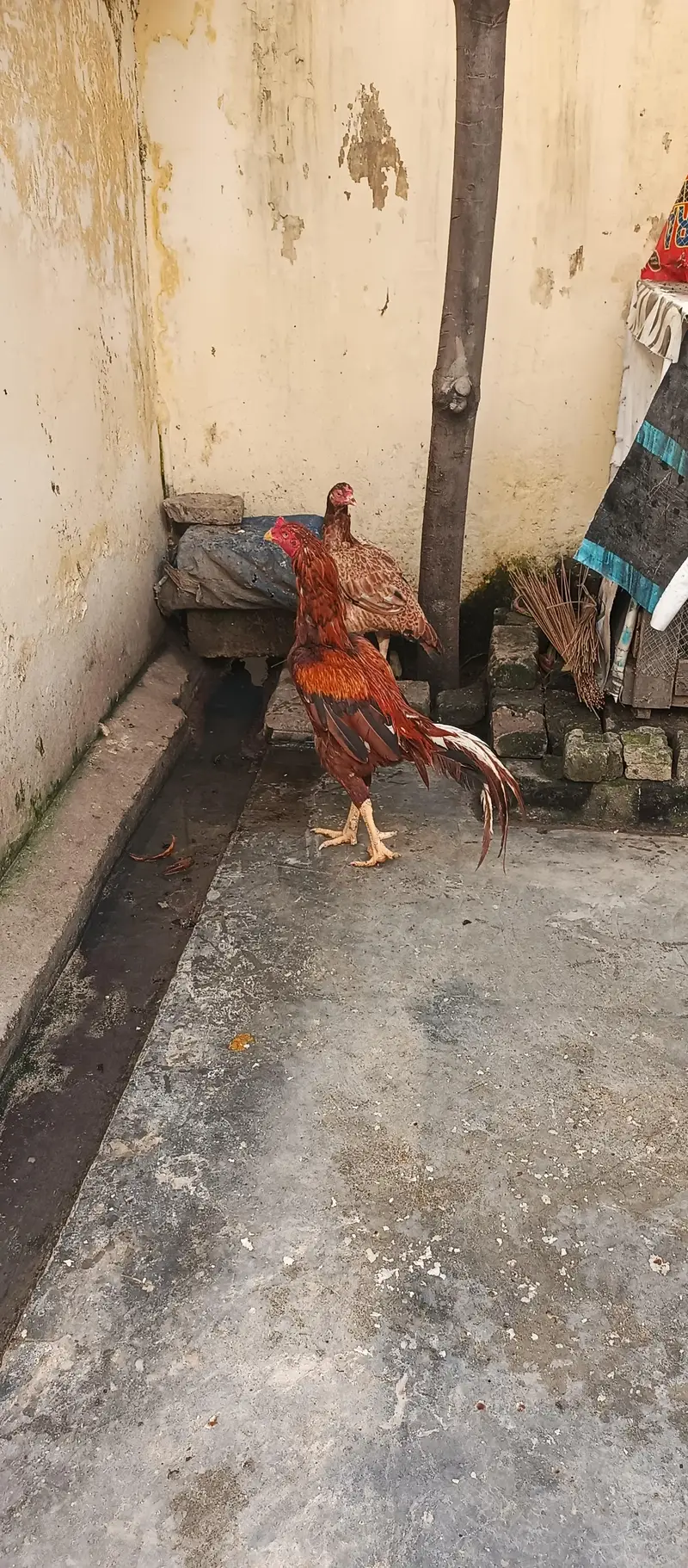 peela aseel pair for sale — photo 2