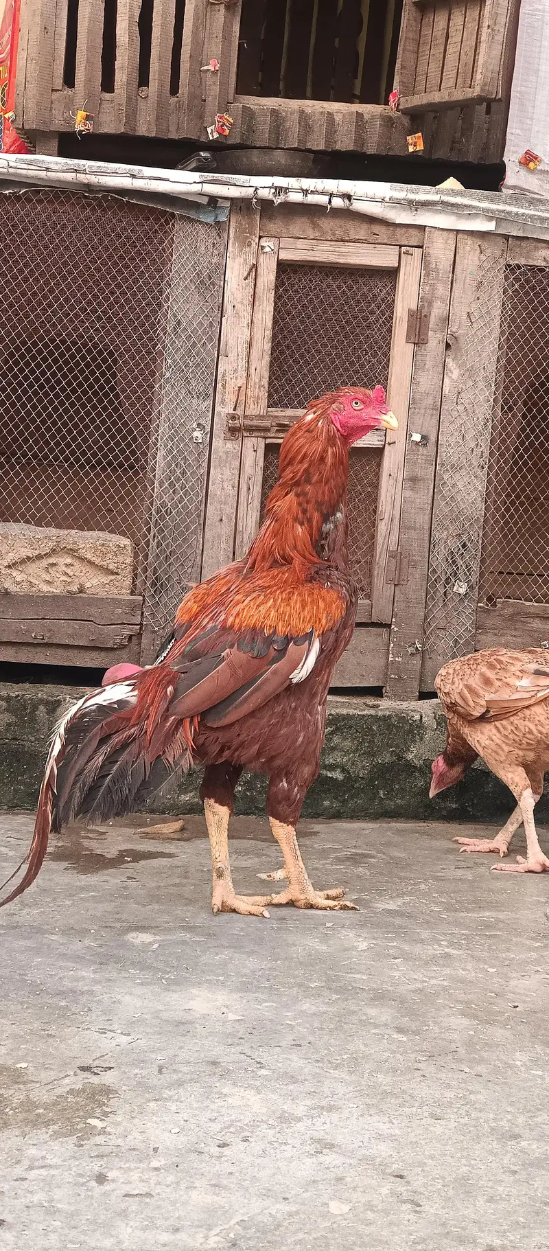 peela aseel pair for sale — photo 3