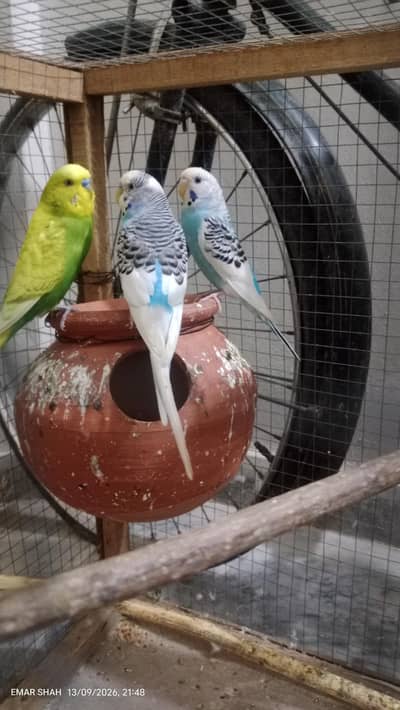 Australian budgie parrot for sale best breeding pair