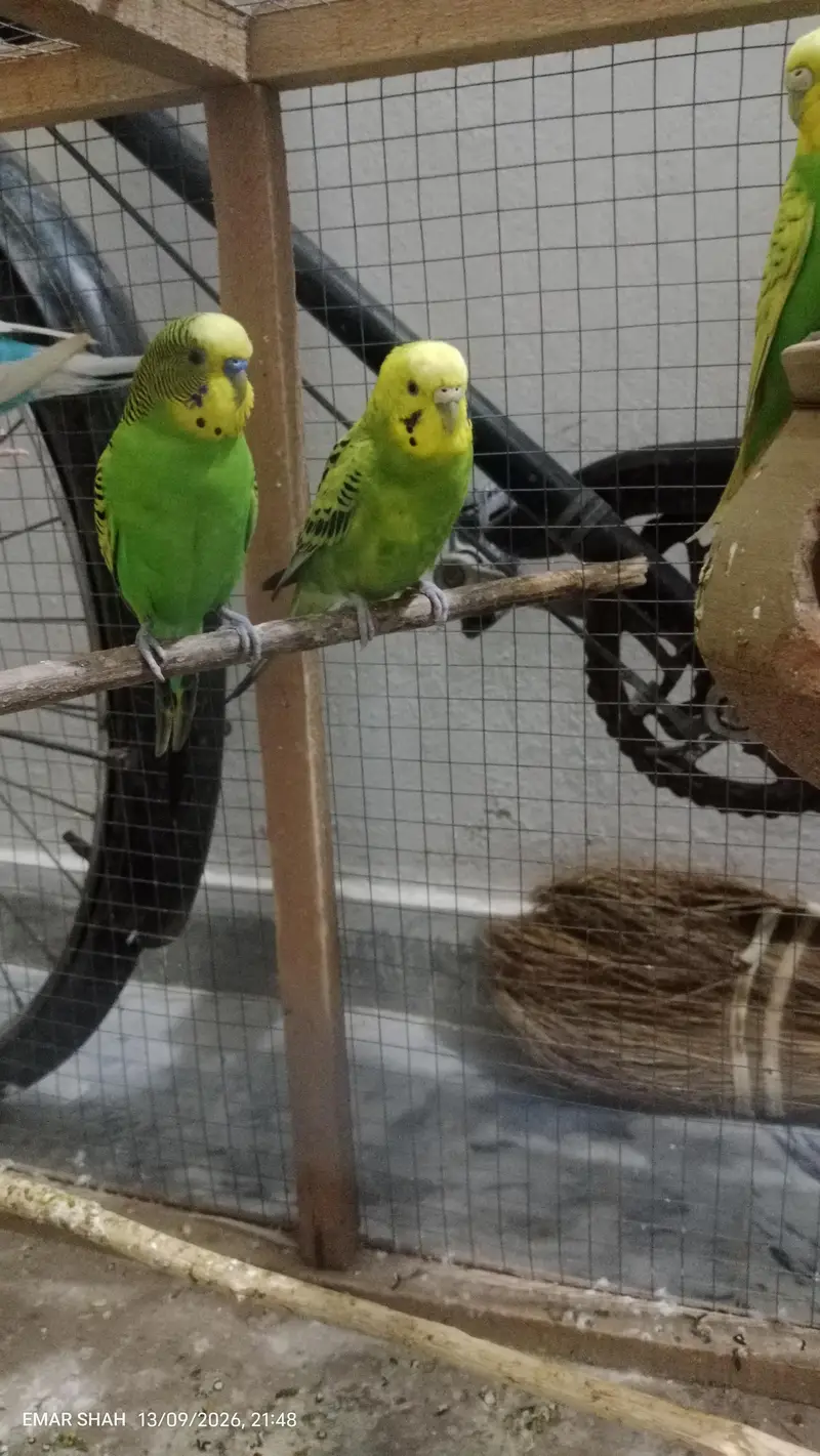 Australian budgie parrot for sale best breeding pair — photo 2