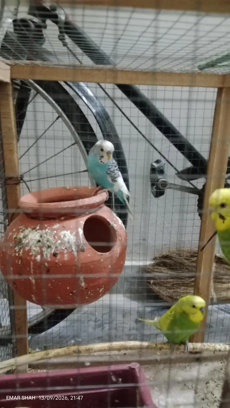 Australian budgie parrot for sale best breeding pair — photo 3