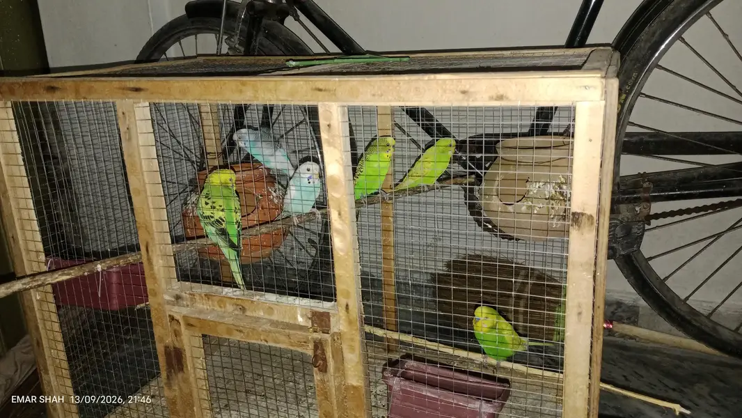 Australian budgie parrot for sale best breeding pair — photo 4