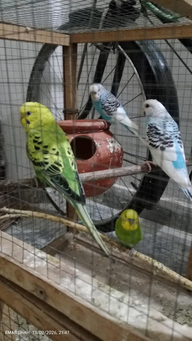 Australian budgie parrot for sale best breeding pair — photo 5
