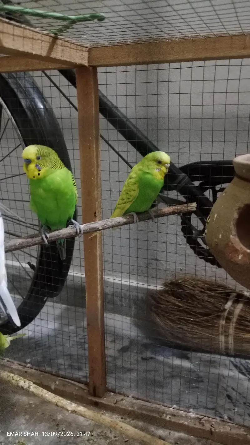 Australian budgie parrot for sale best breeding pair — photo 6
