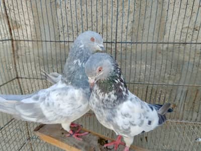 best pigeons