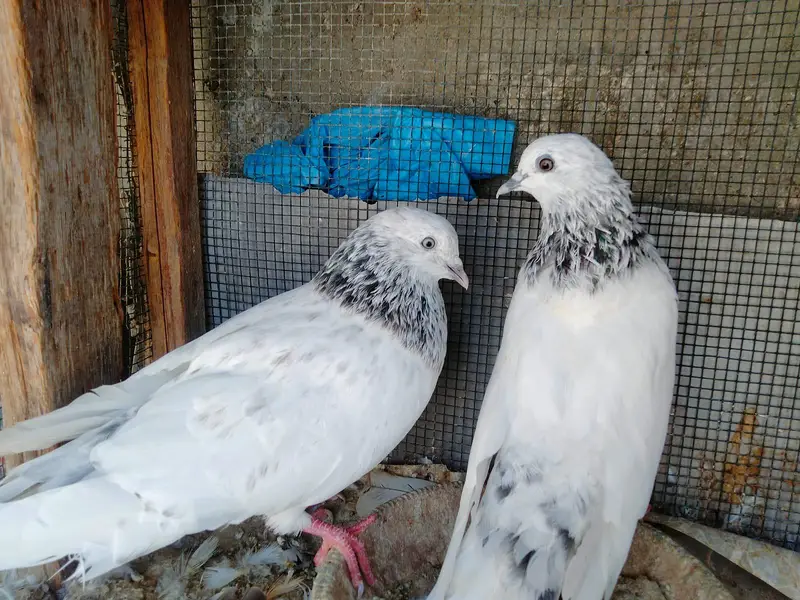 best pigeons — photo 2