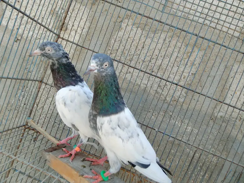 best pigeons — photo 3