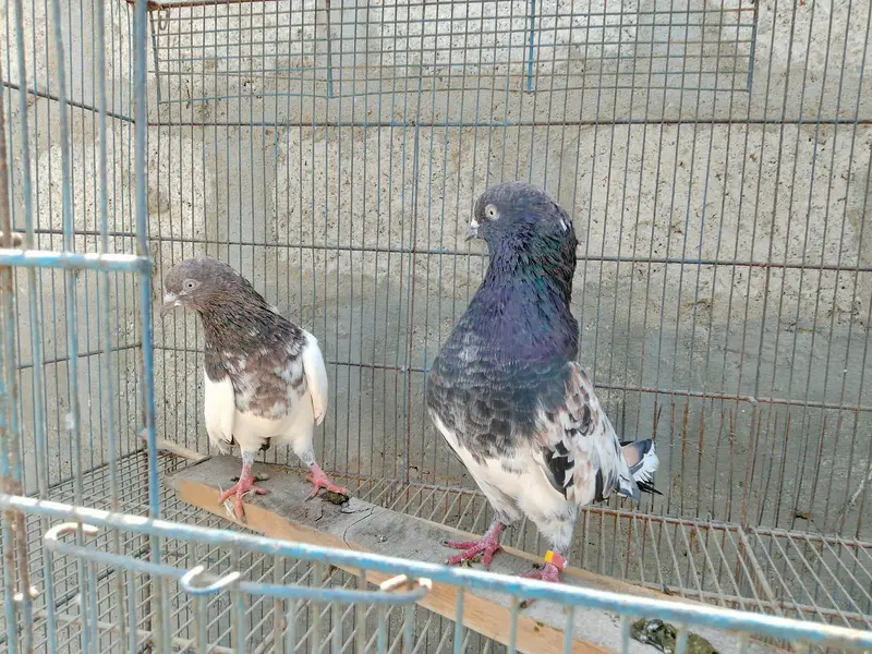 best pigeons — photo 4