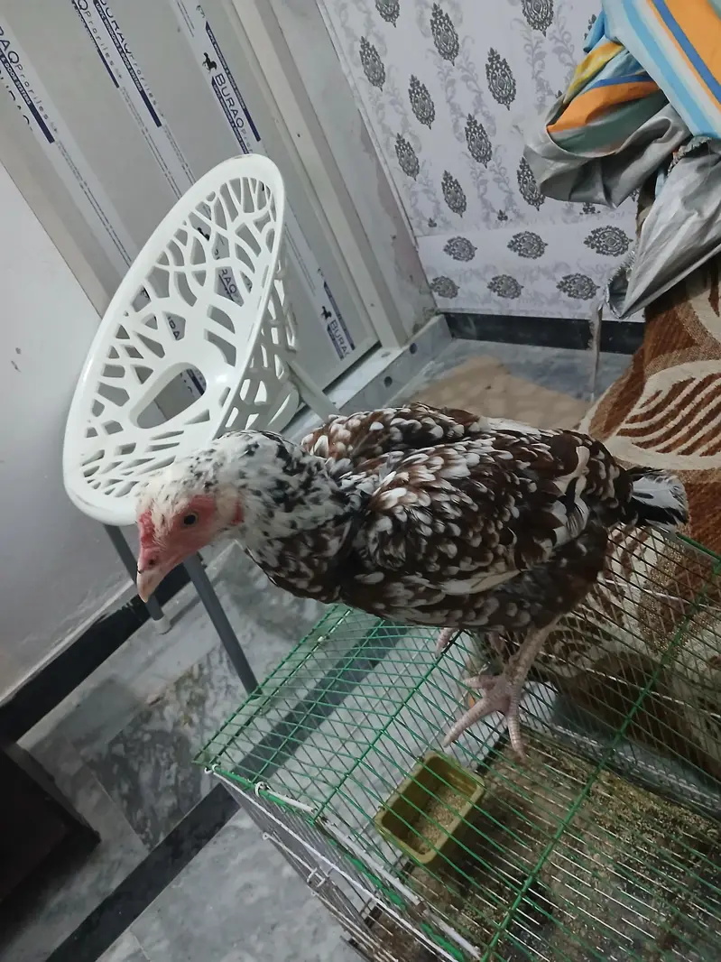cheeni aseel — photo 5