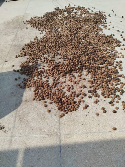 Akroot for sale fresh picked from tree
