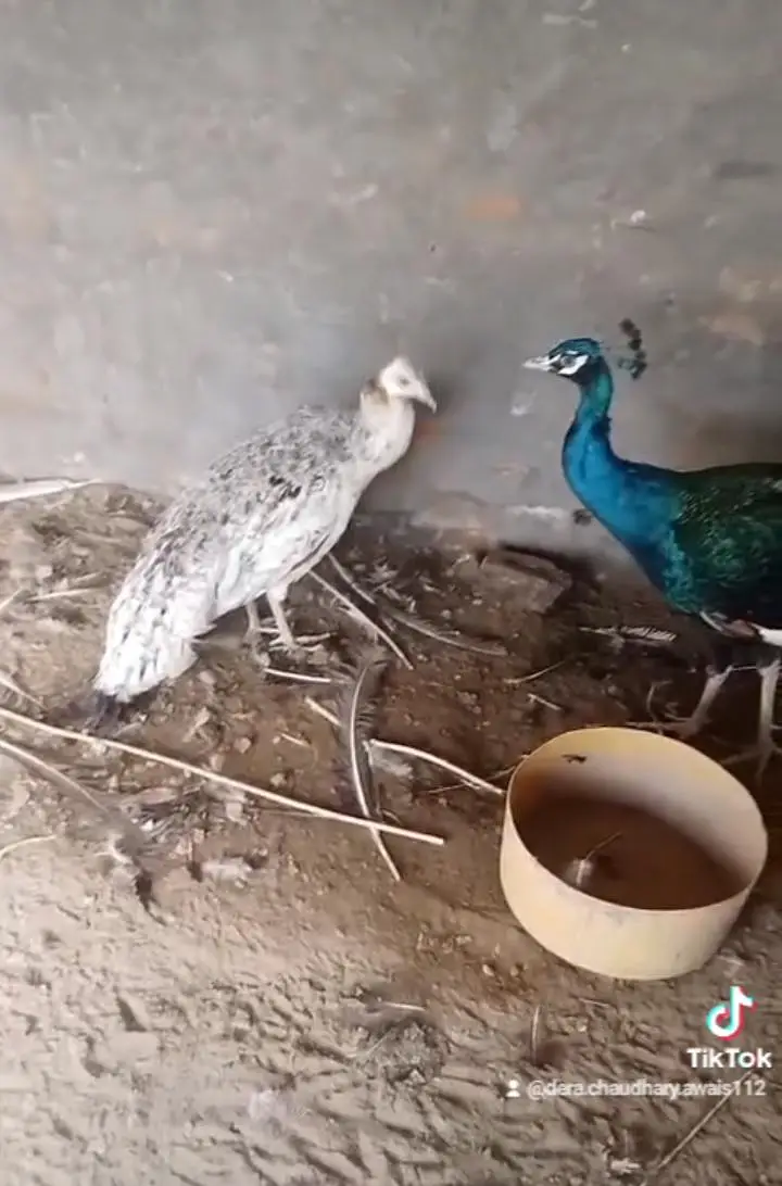 for sale black shoulder peacock location bahawalpur confirm breeder