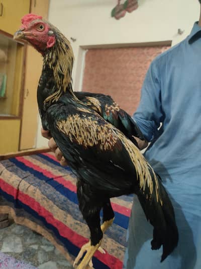aseel murgha for sale