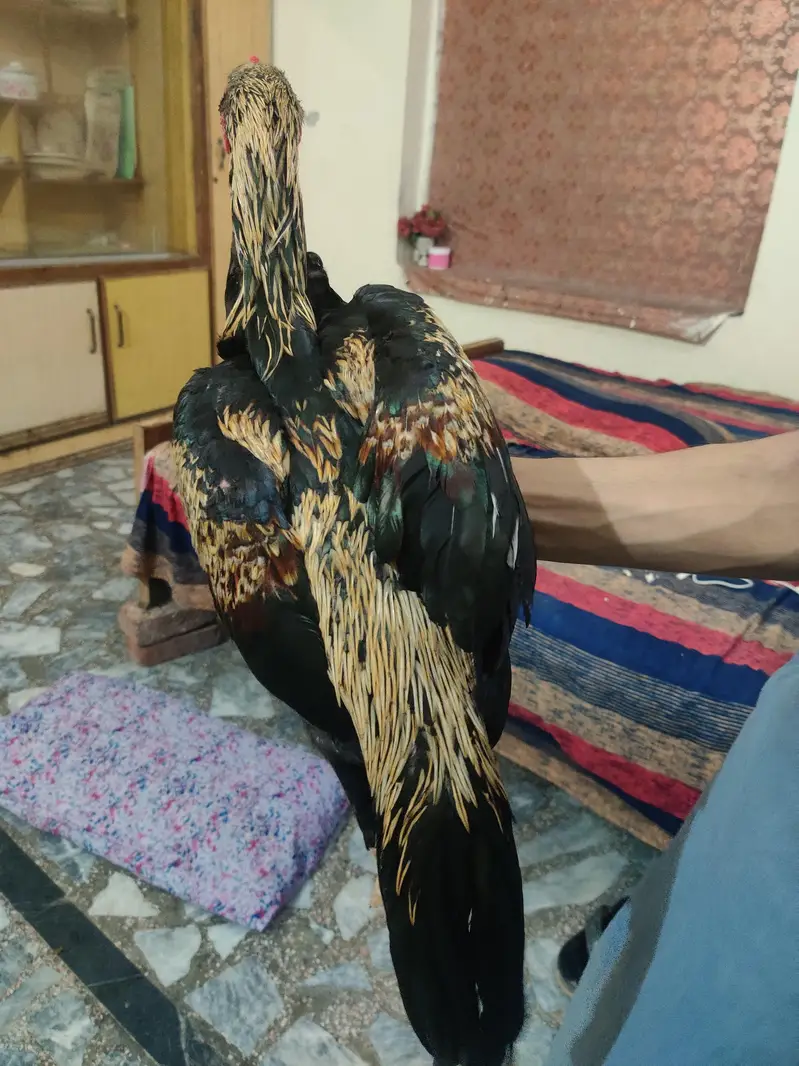 aseel murgha for sale — photo 2