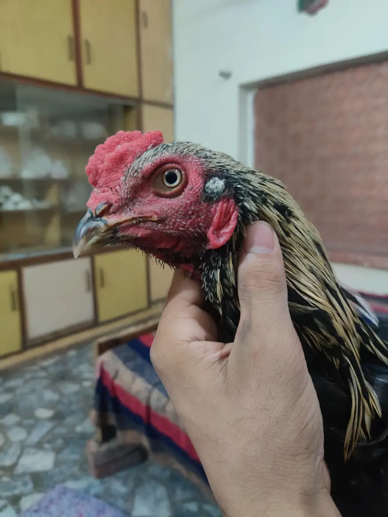 aseel murgha for sale — photo 3