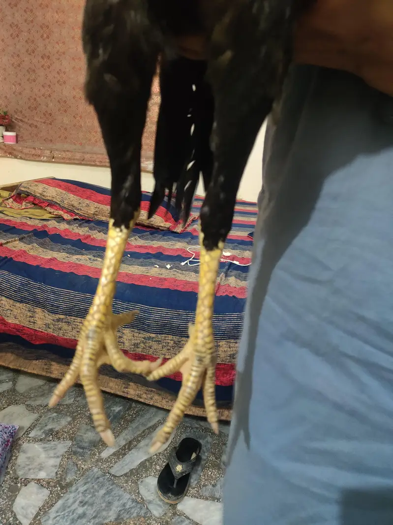 aseel murgha for sale — photo 4