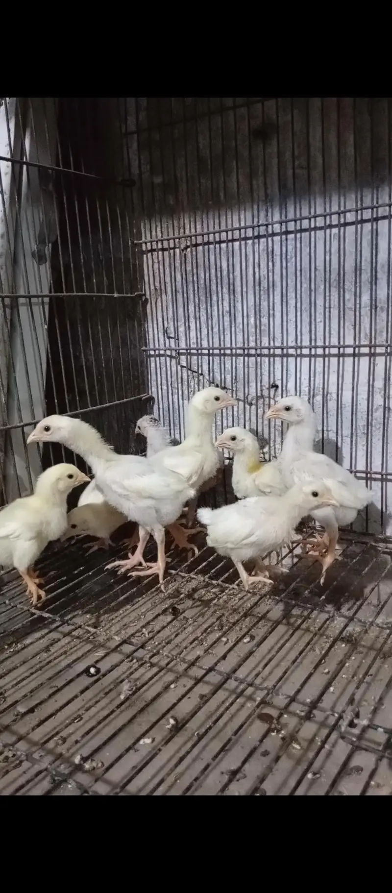 Japanese oh shamo chicks — photo 2