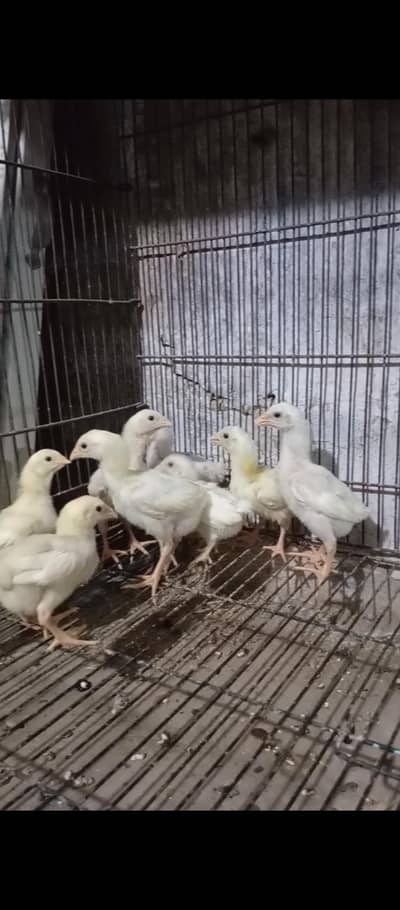 Japanese oh shamo chicks