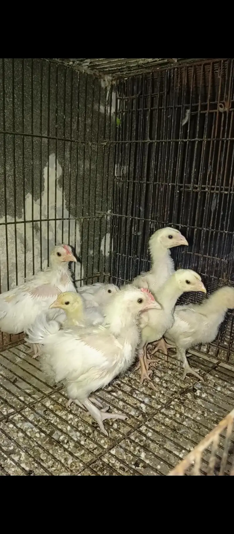Japanese oh shamo chicks — photo 3