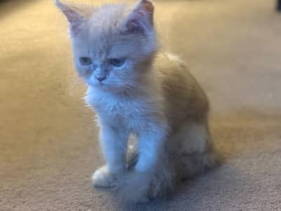 Beautiful low price kitten for sale