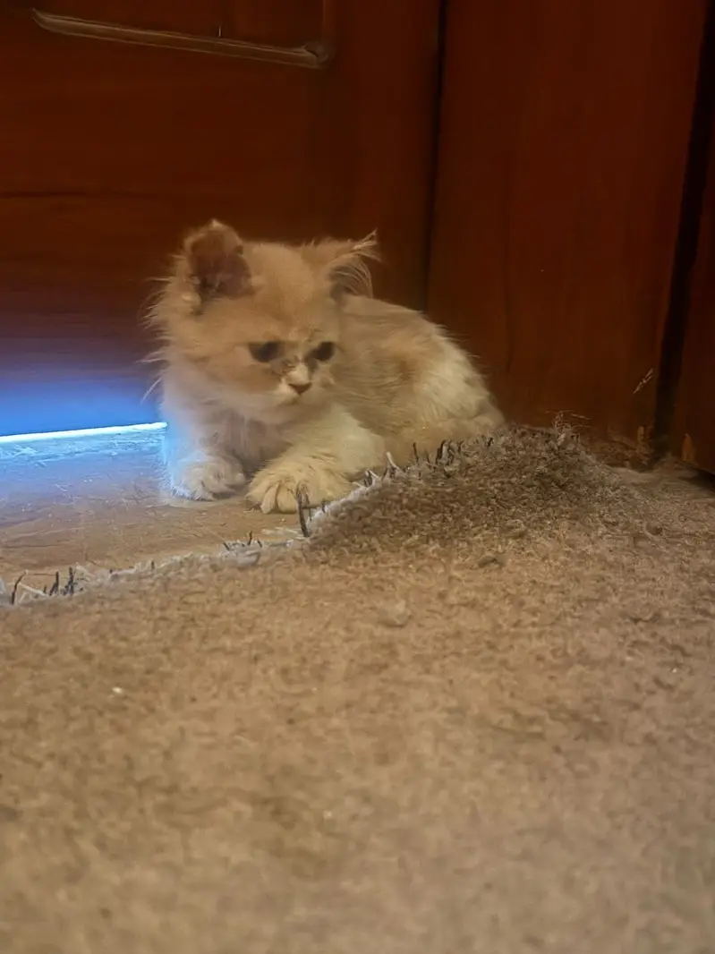 Beautiful low price kitten for sale — photo 2