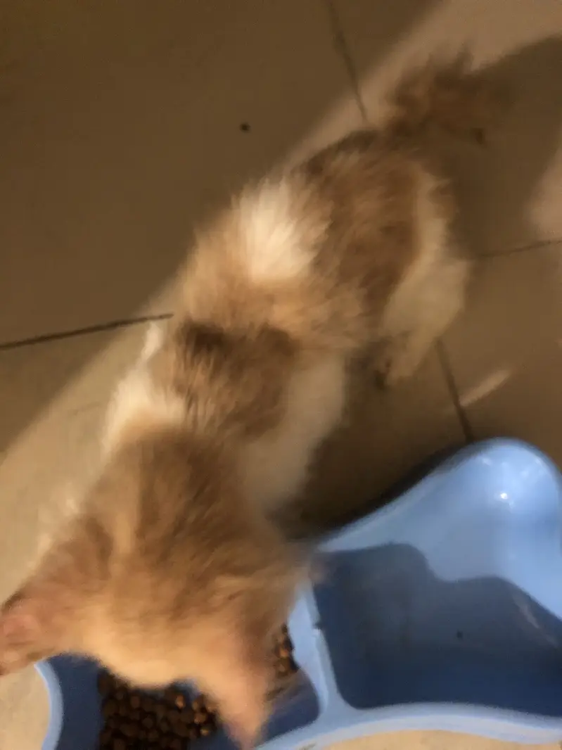 Beautiful low price kitten for sale — photo 3