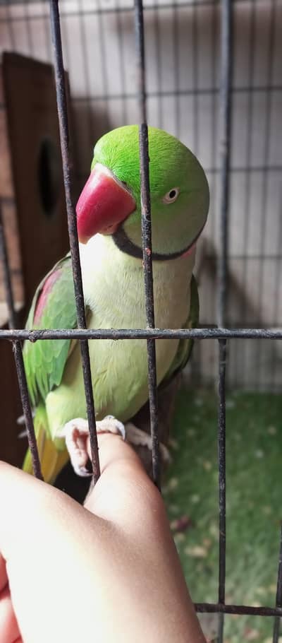RING NECK PARROT FULL SPEAK
