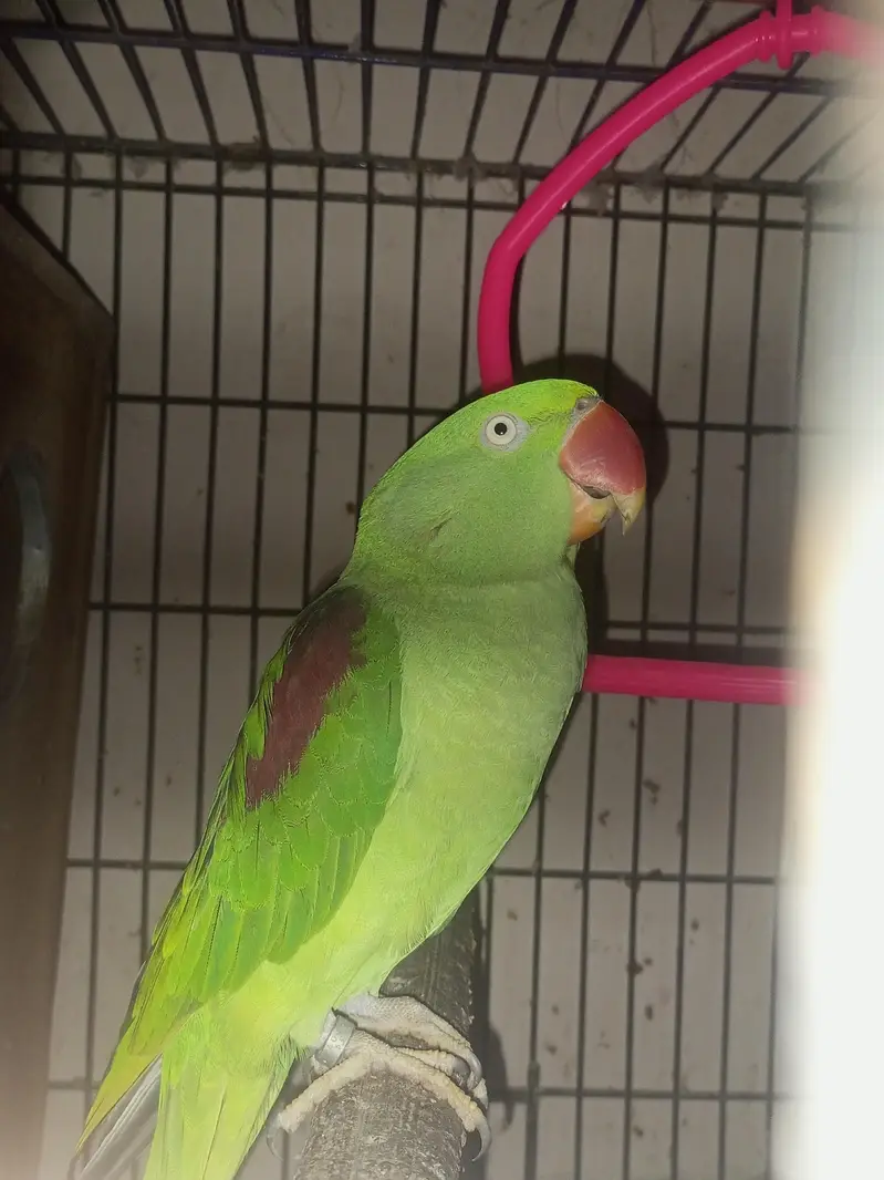 RING NECK PARROT FULL SPEAK — photo 2