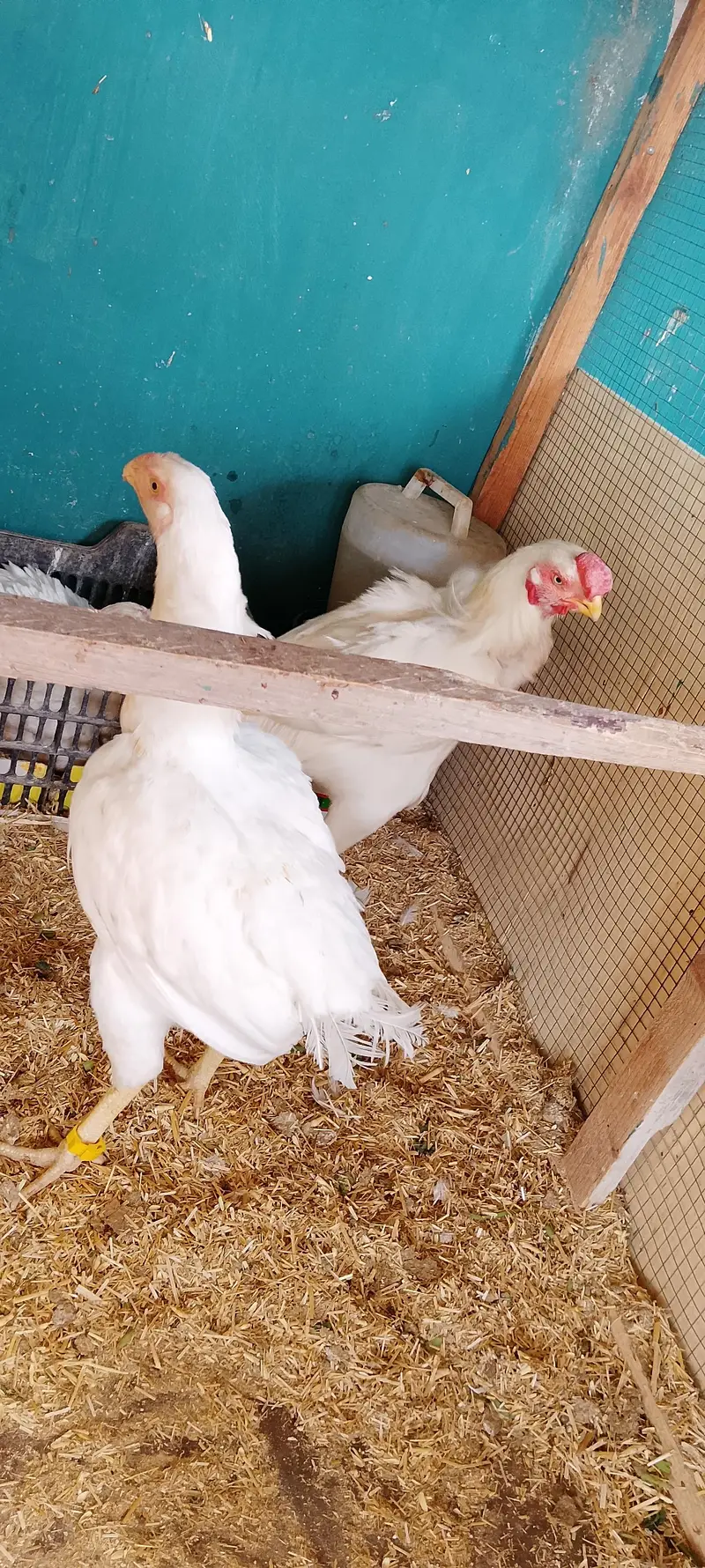 YOKOHAMA/POLISH/SILKI/SABRIGHT/KO SHAMO/HEERA/WYANDOTTE/EGGS/CHICK — photo 6