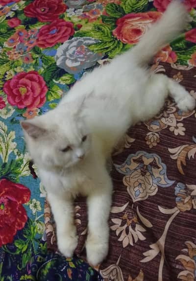 Persian cat white body