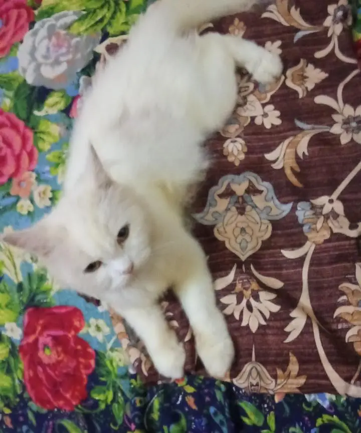 Persian cat white body — photo 2