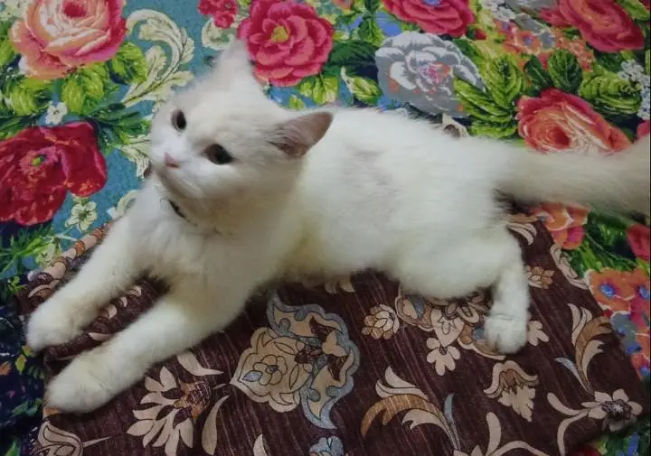 Persian cat white body — photo 3