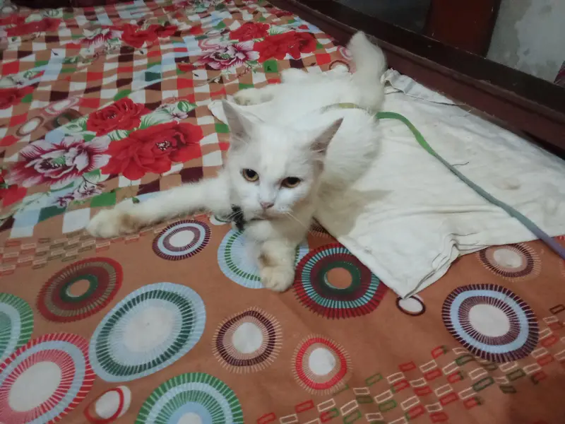 Persian cat white body — photo 4
