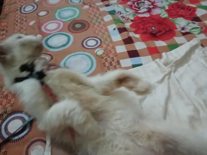 Persian cat white body — photo 5