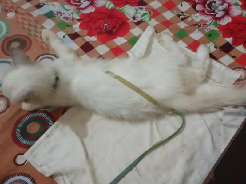 Persian cat white body — photo 6
