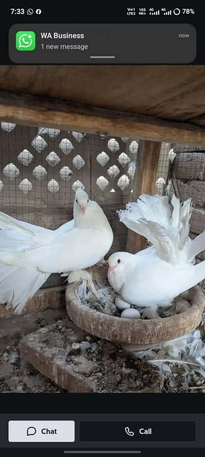 lucky pair urgent for sale healthy and active 03146809336