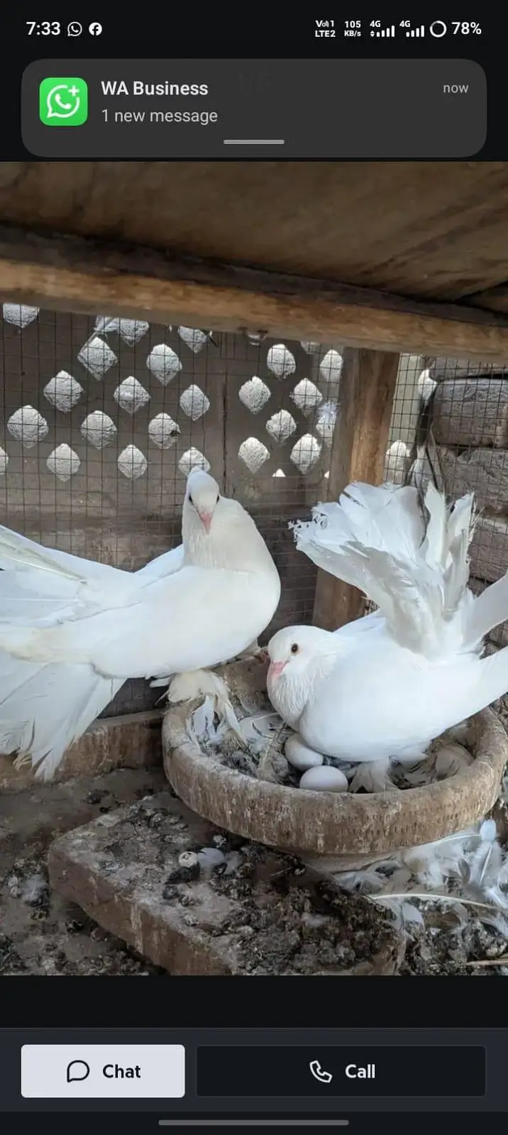 lucky pair urgent for sale healthy and active 03146809336