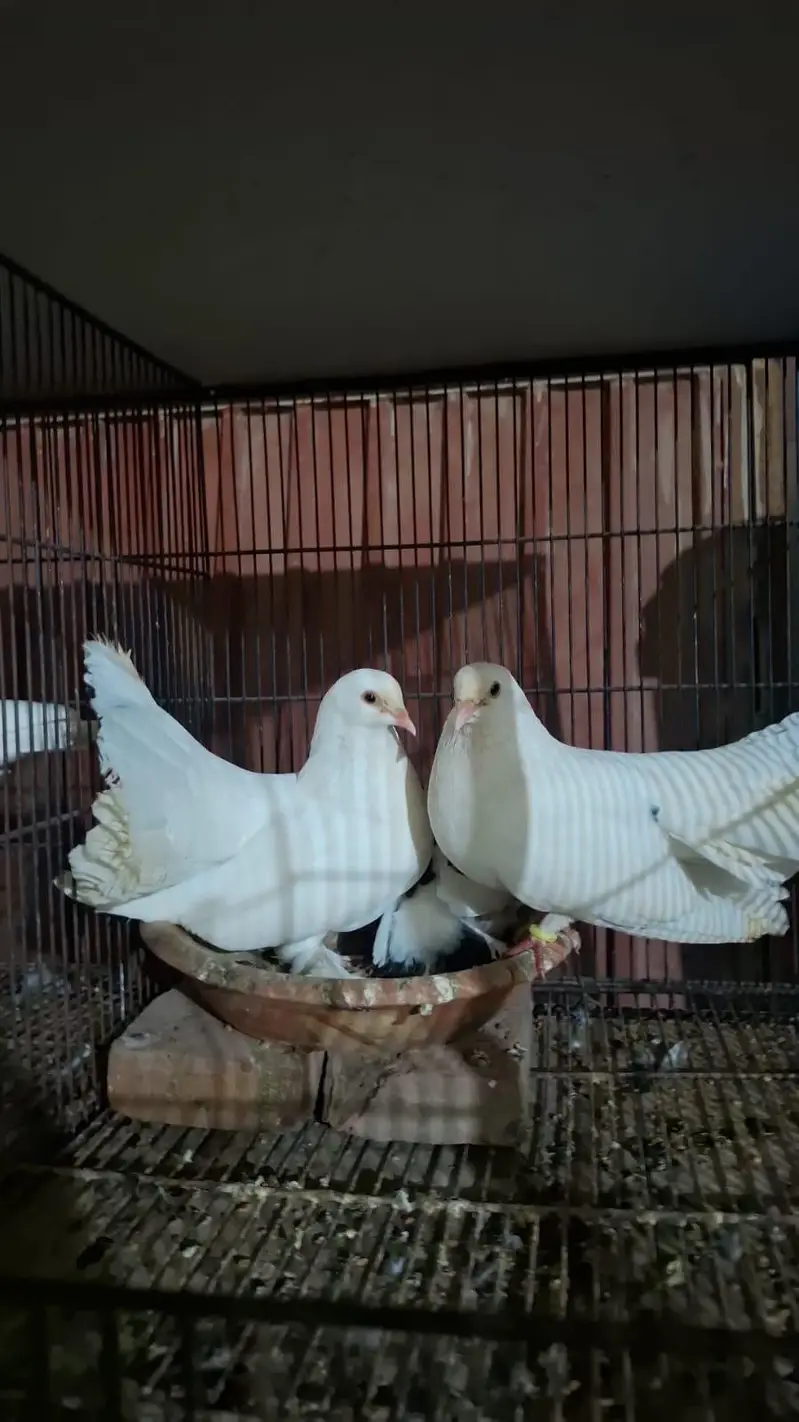 lucky pair urgent for sale healthy and active 03146809336 — photo 2